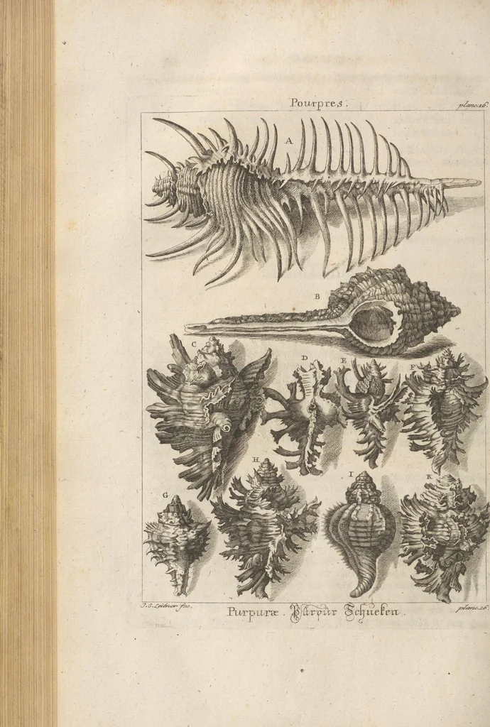An illustration from Des Herrn Dezallier von Argenville Cammerraths und Mitglieds der königlichen Gesellschaften der Wissenschaften zu London und Montpellier Conchyliologie oder Abhandlung von den Schnecken, Muscheln und andern Schaalthieren welche in der See, in süssen Wassern und auf dem Lande gefunden werden: Nebst der Zoomorphose oder Abbildung und Beschreibung der Thiere welche die Gehäuse bewohnen ; Aus dem Französischen übersetzt und mit Anmerkungen vermehrt. Mit ein und vierzig Kupfertafeln, 1772, leaf 264