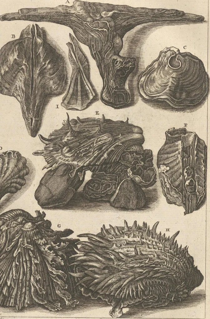 An illustration from Des Herrn Dezallier von Argenville Cammerraths und Mitglieds der königlichen Gesellschaften der Wissenschaften zu London und Montpellier Conchyliologie oder Abhandlung von den Schnecken, Muscheln und andern Schaalthieren welche in der See, in süssen Wassern und auf dem Lande gefunden werden: Nebst der Zoomorphose oder Abbildung und Beschreibung der Thiere welche die Gehäuse bewohnen ; Aus dem Französischen übersetzt und mit Anmerkungen vermehrt. Mit ein und vierzig Kupfertafeln, 1772, leaf 291