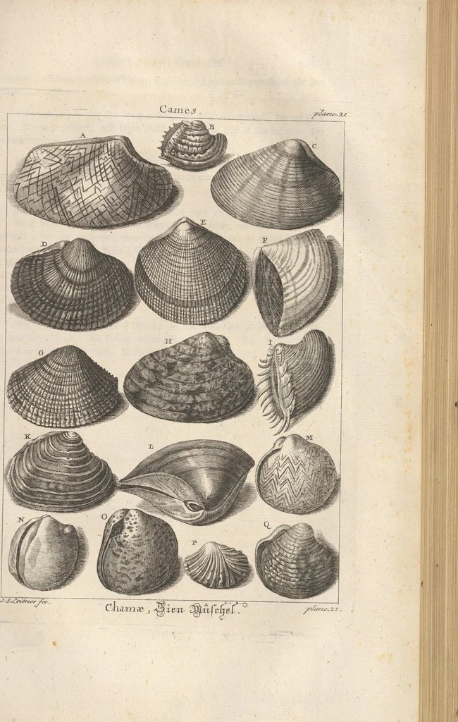 An illustration from Des Herrn Dezallier von Argenville Cammerraths und Mitglieds der königlichen Gesellschaften der Wissenschaften zu London und Montpellier Conchyliologie oder Abhandlung von den Schnecken, Muscheln und andern Schaalthieren welche in der See, in süssen Wassern und auf dem Lande gefunden werden: Nebst der Zoomorphose oder Abbildung und Beschreibung der Thiere welche die Gehäuse bewohnen ; Aus dem Französischen übersetzt und mit Anmerkungen vermehrt. Mit ein und vierzig Kupfertafeln, 1772, leaf 303