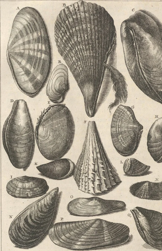 An illustration from Des Herrn Dezallier von Argenville Cammerraths und Mitglieds der königlichen Gesellschaften der Wissenschaften zu London und Montpellier Conchyliologie oder Abhandlung von den Schnecken, Muscheln und andern Schaalthieren welche in der See, in süssen Wassern und auf dem Lande gefunden werden: Nebst der Zoomorphose oder Abbildung und Beschreibung der Thiere welche die Gehäuse bewohnen ; Aus dem Französischen übersetzt und mit Anmerkungen vermehrt. Mit ein und vierzig Kupfertafeln, 1772, leaf 312