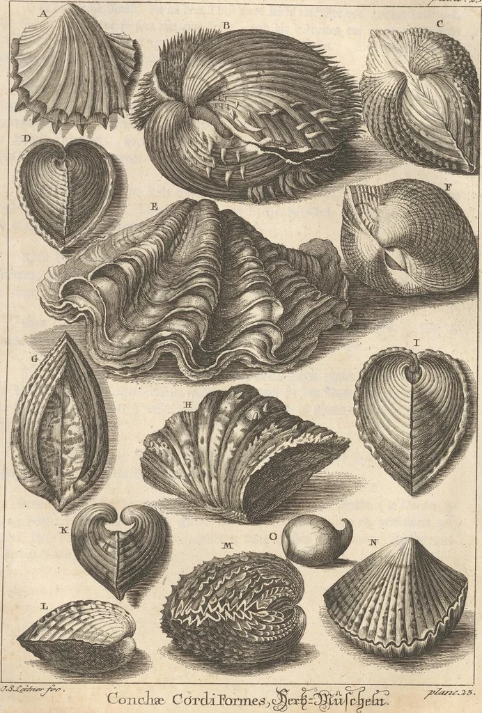 An illustration from Des Herrn Dezallier von Argenville Cammerraths und Mitglieds der königlichen Gesellschaften der Wissenschaften zu London und Montpellier Conchyliologie oder Abhandlung von den Schnecken, Muscheln und andern Schaalthieren welche in der See, in süssen Wassern und auf dem Lande gefunden werden: Nebst der Zoomorphose oder Abbildung und Beschreibung der Thiere welche die Gehäuse bewohnen ; Aus dem Französischen übersetzt und mit Anmerkungen vermehrt. Mit ein und vierzig Kupfertafeln, 1772, leaf 319