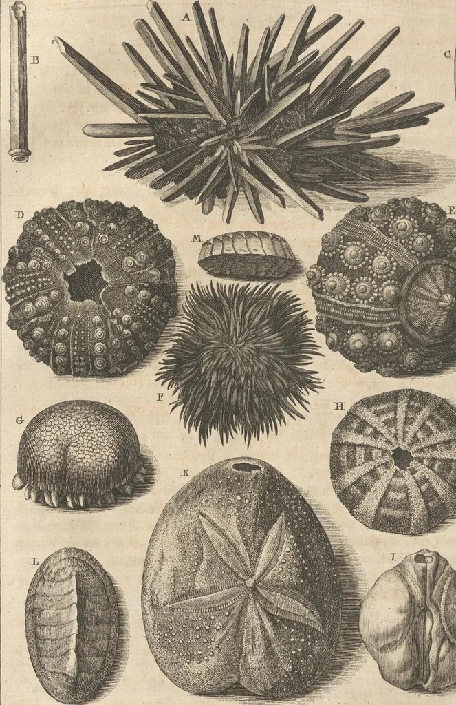 An illustration from Des Herrn Dezallier von Argenville Cammerraths und Mitglieds der königlichen Gesellschaften der Wissenschaften zu London und Montpellier Conchyliologie oder Abhandlung von den Schnecken, Muscheln und andern Schaalthieren welche in der See, in süssen Wassern und auf dem Lande gefunden werden: Nebst der Zoomorphose oder Abbildung und Beschreibung der Thiere welche die Gehäuse bewohnen ; Aus dem Französischen übersetzt und mit Anmerkungen vermehrt. Mit ein und vierzig Kupfertafeln, 1772, leaf 334
