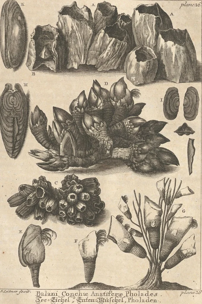 An illustration from Des Herrn Dezallier von Argenville Cammerraths und Mitglieds der königlichen Gesellschaften der Wissenschaften zu London und Montpellier Conchyliologie oder Abhandlung von den Schnecken, Muscheln und andern Schaalthieren welche in der See, in süssen Wassern und auf dem Lande gefunden werden: Nebst der Zoomorphose oder Abbildung und Beschreibung der Thiere welche die Gehäuse bewohnen ; Aus dem Französischen übersetzt und mit Anmerkungen vermehrt. Mit ein und vierzig Kupfertafeln, 1772, leaf 347