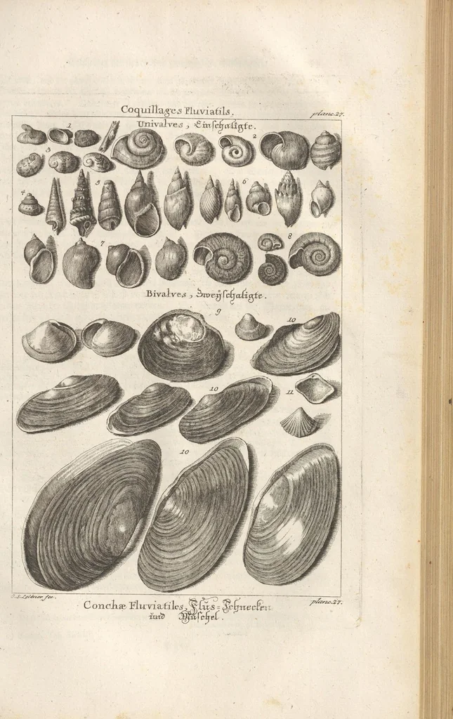 An illustration from Des Herrn Dezallier von Argenville Cammerraths und Mitglieds der königlichen Gesellschaften der Wissenschaften zu London und Montpellier Conchyliologie oder Abhandlung von den Schnecken, Muscheln und andern Schaalthieren welche in der See, in süssen Wassern und auf dem Lande gefunden werden: Nebst der Zoomorphose oder Abbildung und Beschreibung der Thiere welche die Gehäuse bewohnen ; Aus dem Französischen übersetzt und mit Anmerkungen vermehrt. Mit ein und vierzig Kupfertafeln, 1772, leaf 355