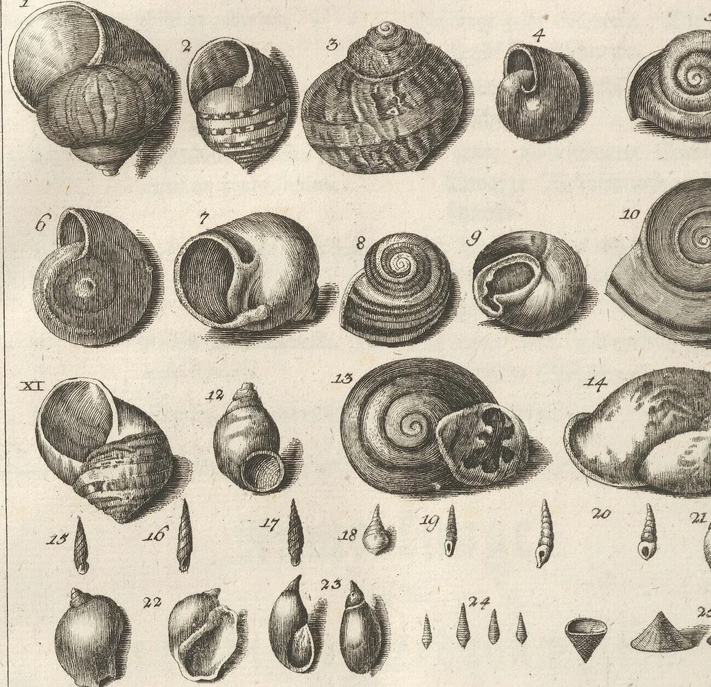 An illustration from Des Herrn Dezallier von Argenville Cammerraths und Mitglieds der königlichen Gesellschaften der Wissenschaften zu London und Montpellier Conchyliologie oder Abhandlung von den Schnecken, Muscheln und andern Schaalthieren welche in der See, in süssen Wassern und auf dem Lande gefunden werden: Nebst der Zoomorphose oder Abbildung und Beschreibung der Thiere welche die Gehäuse bewohnen ; Aus dem Französischen übersetzt und mit Anmerkungen vermehrt. Mit ein und vierzig Kupfertafeln, 1772, leaf 364
