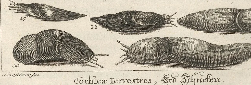 An illustration from Des Herrn Dezallier von Argenville Cammerraths und Mitglieds der königlichen Gesellschaften der Wissenschaften zu London und Montpellier Conchyliologie oder Abhandlung von den Schnecken, Muscheln und andern Schaalthieren welche in der See, in süssen Wassern und auf dem Lande gefunden werden: Nebst der Zoomorphose oder Abbildung und Beschreibung der Thiere welche die Gehäuse bewohnen ; Aus dem Französischen übersetzt und mit Anmerkungen vermehrt. Mit ein und vierzig Kupfertafeln, 1772, leaf 364