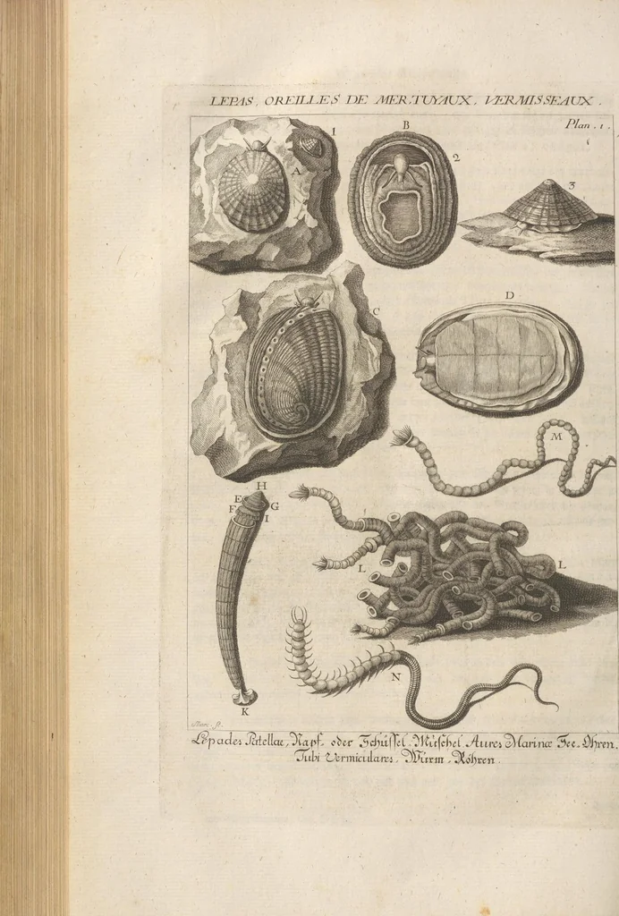 An illustration from Des Herrn Dezallier von Argenville Cammerraths und Mitglieds der königlichen Gesellschaften der Wissenschaften zu London und Montpellier Conchyliologie oder Abhandlung von den Schnecken, Muscheln und andern Schaalthieren welche in der See, in süssen Wassern und auf dem Lande gefunden werden: Nebst der Zoomorphose oder Abbildung und Beschreibung der Thiere welche die Gehäuse bewohnen ; Aus dem Französischen übersetzt und mit Anmerkungen vermehrt. Mit ein und vierzig Kupfertafeln, 1772, leaf 396