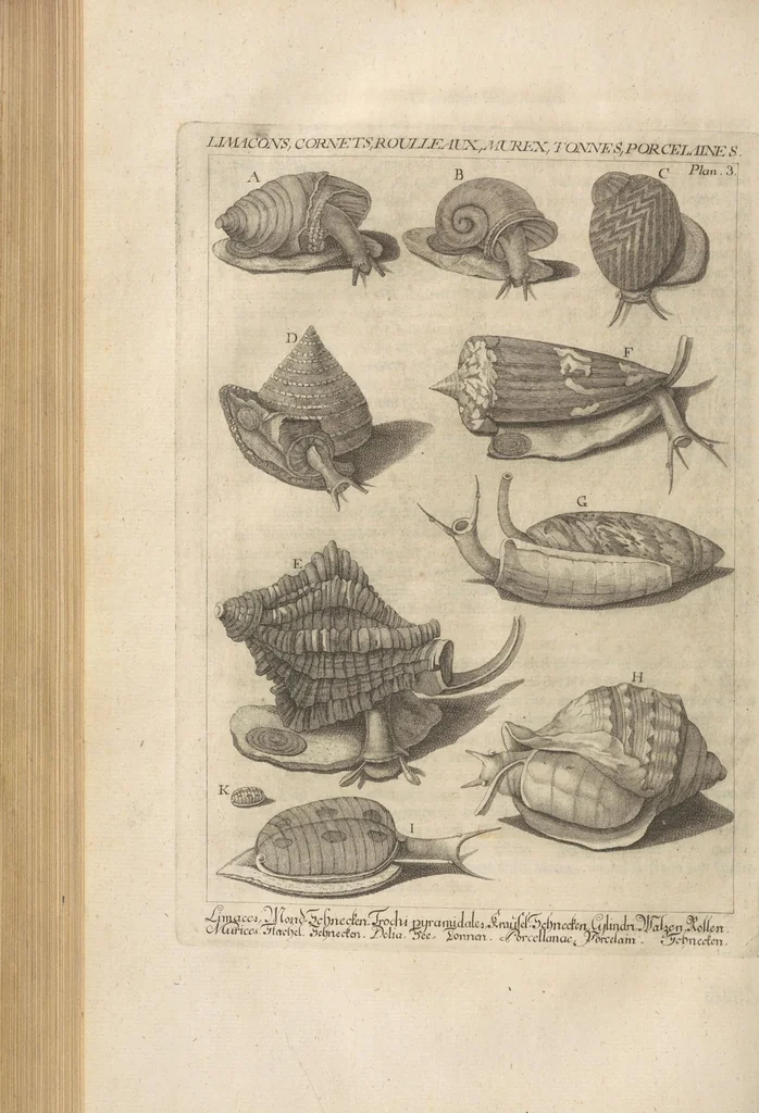 An illustration from Des Herrn Dezallier von Argenville Cammerraths und Mitglieds der königlichen Gesellschaften der Wissenschaften zu London und Montpellier Conchyliologie oder Abhandlung von den Schnecken, Muscheln und andern Schaalthieren welche in der See, in süssen Wassern und auf dem Lande gefunden werden: Nebst der Zoomorphose oder Abbildung und Beschreibung der Thiere welche die Gehäuse bewohnen ; Aus dem Französischen übersetzt und mit Anmerkungen vermehrt. Mit ein und vierzig Kupfertafeln, 1772, leaf 408