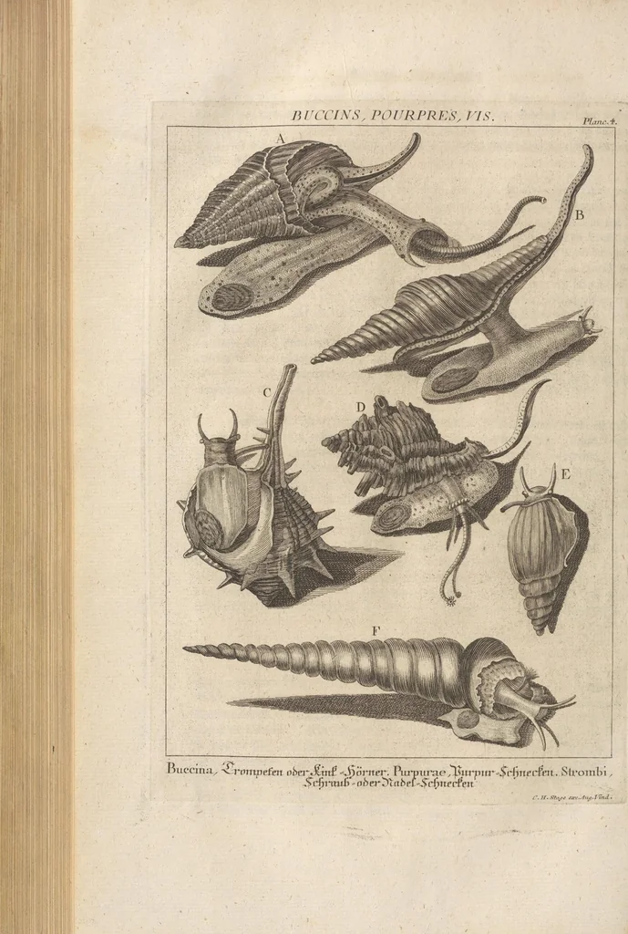 An illustration from Des Herrn Dezallier von Argenville Cammerraths und Mitglieds der königlichen Gesellschaften der Wissenschaften zu London und Montpellier Conchyliologie oder Abhandlung von den Schnecken, Muscheln und andern Schaalthieren welche in der See, in süssen Wassern und auf dem Lande gefunden werden: Nebst der Zoomorphose oder Abbildung und Beschreibung der Thiere welche die Gehäuse bewohnen ; Aus dem Französischen übersetzt und mit Anmerkungen vermehrt. Mit ein und vierzig Kupfertafeln, 1772, leaf 416