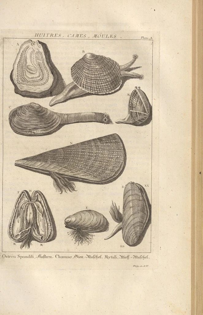 An illustration from Des Herrn Dezallier von Argenville Cammerraths und Mitglieds der königlichen Gesellschaften der Wissenschaften zu London und Montpellier Conchyliologie oder Abhandlung von den Schnecken, Muscheln und andern Schaalthieren welche in der See, in süssen Wassern und auf dem Lande gefunden werden: Nebst der Zoomorphose oder Abbildung und Beschreibung der Thiere welche die Gehäuse bewohnen ; Aus dem Französischen übersetzt und mit Anmerkungen vermehrt. Mit ein und vierzig Kupfertafeln, 1772, leaf 423