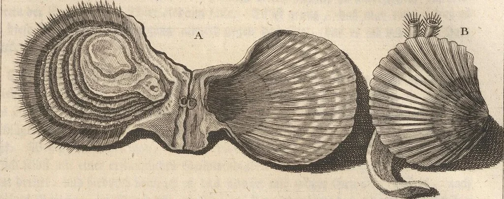 An illustration from Des Herrn Dezallier von Argenville Cammerraths und Mitglieds der königlichen Gesellschaften der Wissenschaften zu London und Montpellier Conchyliologie oder Abhandlung von den Schnecken, Muscheln und andern Schaalthieren welche in der See, in süssen Wassern und auf dem Lande gefunden werden: Nebst der Zoomorphose oder Abbildung und Beschreibung der Thiere welche die Gehäuse bewohnen ; Aus dem Französischen übersetzt und mit Anmerkungen vermehrt. Mit ein und vierzig Kupfertafeln, 1772, leaf 431