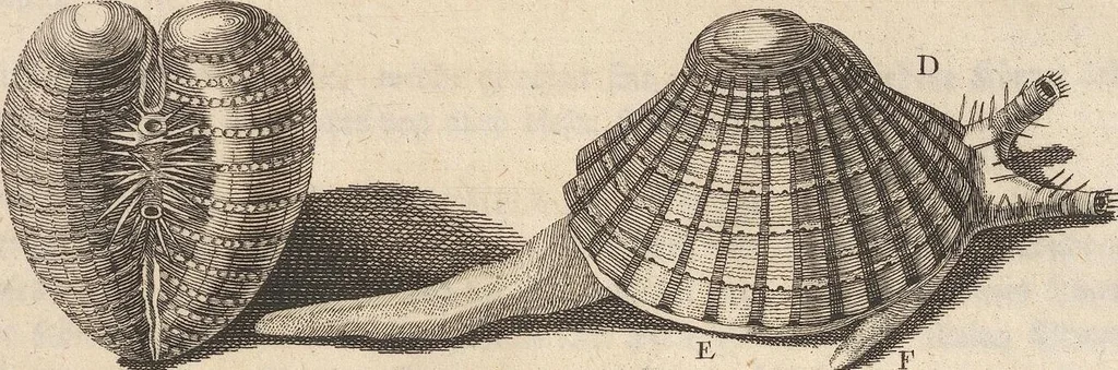 An illustration from Des Herrn Dezallier von Argenville Cammerraths und Mitglieds der königlichen Gesellschaften der Wissenschaften zu London und Montpellier Conchyliologie oder Abhandlung von den Schnecken, Muscheln und andern Schaalthieren welche in der See, in süssen Wassern und auf dem Lande gefunden werden: Nebst der Zoomorphose oder Abbildung und Beschreibung der Thiere welche die Gehäuse bewohnen ; Aus dem Französischen übersetzt und mit Anmerkungen vermehrt. Mit ein und vierzig Kupfertafeln, 1772, leaf 431