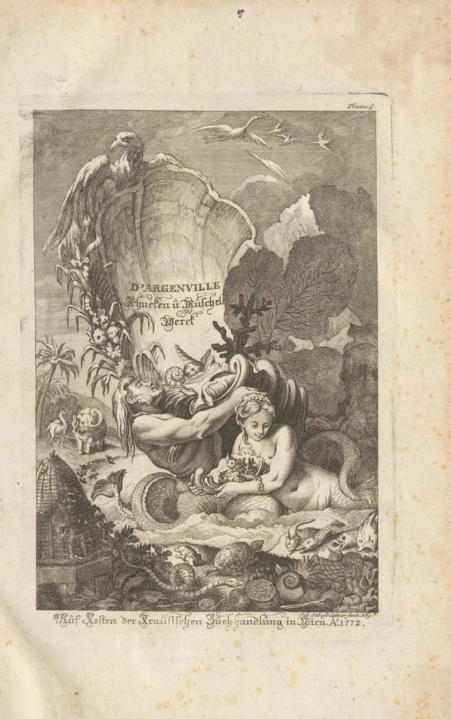 An illustration from Des Herrn Dezallier von Argenville Cammerraths und Mitglieds der königlichen Gesellschaften der Wissenschaften zu London und Montpellier Conchyliologie oder Abhandlung von den Schnecken, Muscheln und andern Schaalthieren welche in der See, in süssen Wassern und auf dem Lande gefunden werden: Nebst der Zoomorphose oder Abbildung und Beschreibung der Thiere welche die Gehäuse bewohnen ; Aus dem Französischen übersetzt und mit Anmerkungen vermehrt. Mit ein und vierzig Kupfertafeln, 1772, leaf 5