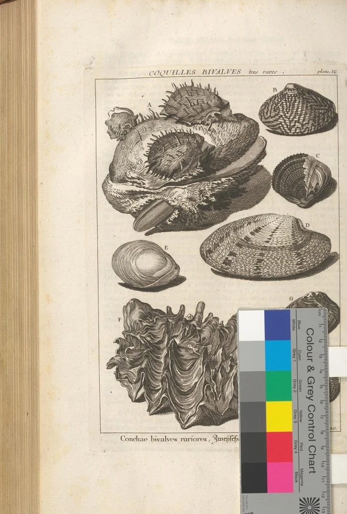 An illustration from Des Herrn Dezallier von Argenville Cammerraths und Mitglieds der königlichen Gesellschaften der Wissenschaften zu London und Montpellier Conchyliologie oder Abhandlung von den Schnecken, Muscheln und andern Schaalthieren welche in der See, in süssen Wassern und auf dem Lande gefunden werden: Nebst der Zoomorphose oder Abbildung und Beschreibung der Thiere welche die Gehäuse bewohnen ; Aus dem Französischen übersetzt und mit Anmerkungen vermehrt. Mit ein und vierzig Kupfertafeln, 1772, leaf 561