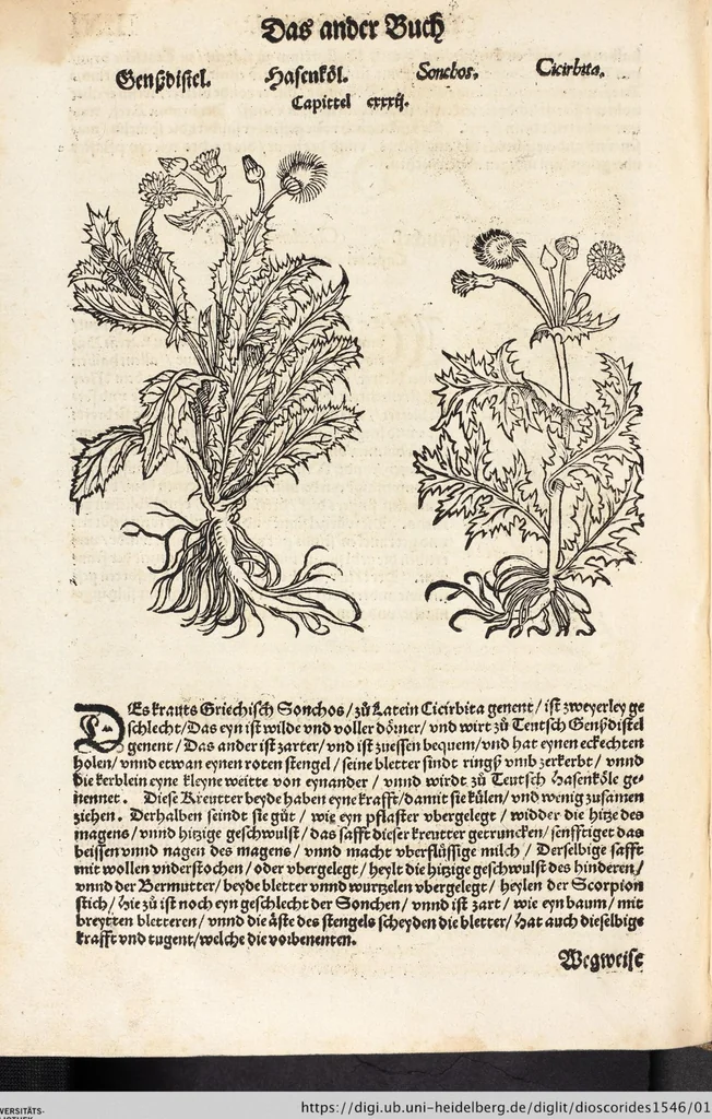 An illustration from Kreutter Buch: Des Hochberümpten Pedanij Dioscoridis Anazarbei, gründliche vnd gewisse beschreibung aller materien oder gezeugs der Artznei/ das ist/ nit alleyn der Kreutter/ sonder auch alles/ was sonst in der artznei gebreuchlich ist/ in sechs Bücheren verfast/ Jetzt erstmals auß der Griechischen vnnd Lateinischen sprachen gründlich verteutscht. Das aller nützlichste Bůch ..., 1546, leaf 150