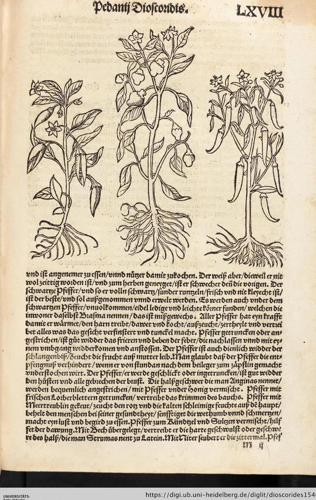 An illustration from Kreutter Buch: Des Hochberümpten Pedanij Dioscoridis Anazarbei, gründliche vnd gewisse beschreibung aller materien oder gezeugs der Artznei/ das ist/ nit alleyn der Kreutter/ sonder auch alles/ was sonst in der artznei gebreuchlich ist/ in sechs Bücheren verfast/ Jetzt erstmals auß der Griechischen vnnd Lateinischen sprachen gründlich verteutscht. Das aller nützlichste Bůch ..., 1546, leaf 163