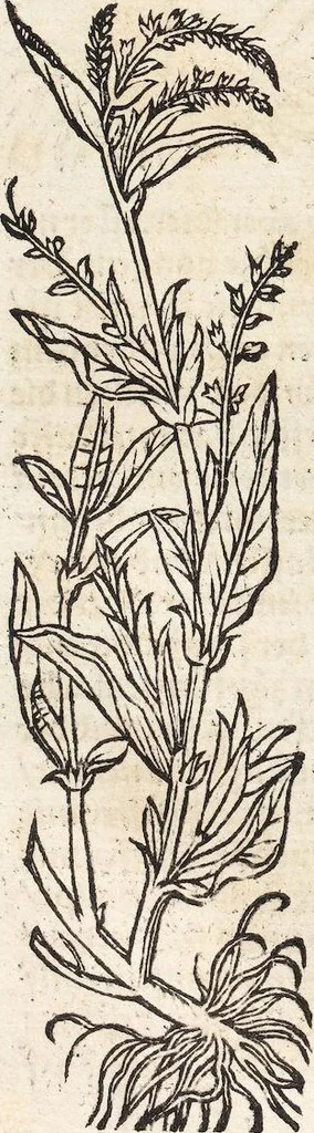 An illustration from Kreutter Buch: Des Hochberümpten Pedanij Dioscoridis Anazarbei, gründliche vnd gewisse beschreibung aller materien oder gezeugs der Artznei/ das ist/ nit alleyn der Kreutter/ sonder auch alles/ was sonst in der artznei gebreuchlich ist/ in sechs Bücheren verfast/ Jetzt erstmals auß der Griechischen vnnd Lateinischen sprachen gründlich verteutscht. Das aller nützlichste Bůch ..., 1546, leaf 164