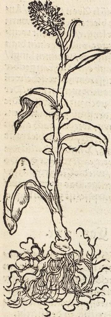 An illustration from Kreutter Buch: Des Hochberümpten Pedanij Dioscoridis Anazarbei, gründliche vnd gewisse beschreibung aller materien oder gezeugs der Artznei/ das ist/ nit alleyn der Kreutter/ sonder auch alles/ was sonst in der artznei gebreuchlich ist/ in sechs Bücheren verfast/ Jetzt erstmals auß der Griechischen vnnd Lateinischen sprachen gründlich verteutscht. Das aller nützlichste Bůch ..., 1546, leaf 167