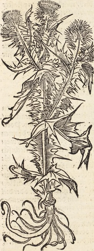 An illustration from Kreutter Buch: Des Hochberümpten Pedanij Dioscoridis Anazarbei, gründliche vnd gewisse beschreibung aller materien oder gezeugs der Artznei/ das ist/ nit alleyn der Kreutter/ sonder auch alles/ was sonst in der artznei gebreuchlich ist/ in sechs Bücheren verfast/ Jetzt erstmals auß der Griechischen vnnd Lateinischen sprachen gründlich verteutscht. Das aller nützlichste Bůch ..., 1546, leaf 185