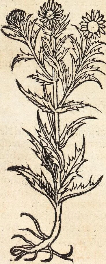 An illustration from Kreutter Buch: Des Hochberümpten Pedanij Dioscoridis Anazarbei, gründliche vnd gewisse beschreibung aller materien oder gezeugs der Artznei/ das ist/ nit alleyn der Kreutter/ sonder auch alles/ was sonst in der artznei gebreuchlich ist/ in sechs Bücheren verfast/ Jetzt erstmals auß der Griechischen vnnd Lateinischen sprachen gründlich verteutscht. Das aller nützlichste Bůch ..., 1546, leaf 224