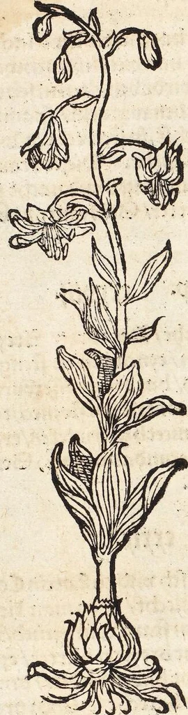 An illustration from Kreutter Buch: Des Hochberümpten Pedanij Dioscoridis Anazarbei, gründliche vnd gewisse beschreibung aller materien oder gezeugs der Artznei/ das ist/ nit alleyn der Kreutter/ sonder auch alles/ was sonst in der artznei gebreuchlich ist/ in sechs Bücheren verfast/ Jetzt erstmals auß der Griechischen vnnd Lateinischen sprachen gründlich verteutscht. Das aller nützlichste Bůch ..., 1546, leaf 236