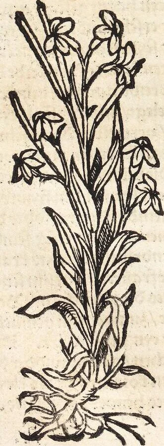 An illustration from Kreutter Buch: Des Hochberümpten Pedanij Dioscoridis Anazarbei, gründliche vnd gewisse beschreibung aller materien oder gezeugs der Artznei/ das ist/ nit alleyn der Kreutter/ sonder auch alles/ was sonst in der artznei gebreuchlich ist/ in sechs Bücheren verfast/ Jetzt erstmals auß der Griechischen vnnd Lateinischen sprachen gründlich verteutscht. Das aller nützlichste Bůch ..., 1546, leaf 236