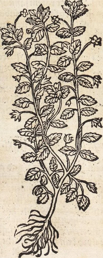 An illustration from Kreutter Buch: Des Hochberümpten Pedanij Dioscoridis Anazarbei, gründliche vnd gewisse beschreibung aller materien oder gezeugs der Artznei/ das ist/ nit alleyn der Kreutter/ sonder auch alles/ was sonst in der artznei gebreuchlich ist/ in sechs Bücheren verfast/ Jetzt erstmals auß der Griechischen vnnd Lateinischen sprachen gründlich verteutscht. Das aller nützlichste Bůch ..., 1546, leaf 286