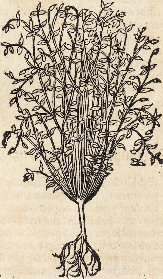 An illustration from Kreutter Buch: Des Hochberümpten Pedanij Dioscoridis Anazarbei, gründliche vnd gewisse beschreibung aller materien oder gezeugs der Artznei/ das ist/ nit alleyn der Kreutter/ sonder auch alles/ was sonst in der artznei gebreuchlich ist/ in sechs Bücheren verfast/ Jetzt erstmals auß der Griechischen vnnd Lateinischen sprachen gründlich verteutscht. Das aller nützlichste Bůch ..., 1546, leaf 286