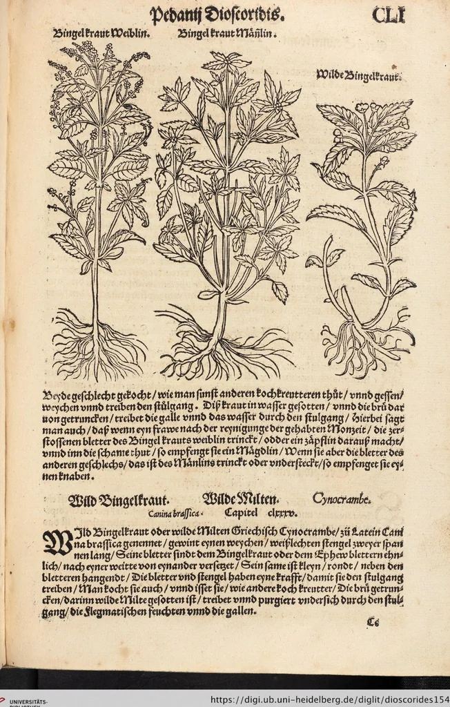 An illustration from Kreutter Buch: Des Hochberümpten Pedanij Dioscoridis Anazarbei, gründliche vnd gewisse beschreibung aller materien oder gezeugs der Artznei/ das ist/ nit alleyn der Kreutter/ sonder auch alles/ was sonst in der artznei gebreuchlich ist/ in sechs Bücheren verfast/ Jetzt erstmals auß der Griechischen vnnd Lateinischen sprachen gründlich verteutscht. Das aller nützlichste Bůch ..., 1546, leaf 329