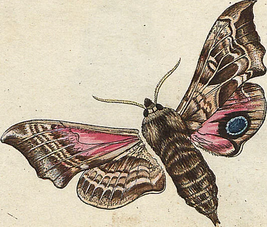 An illustration from (Band 2): Der europäischen Schmetterlinge Zweyter Theil welcher die Abendschmetterlinge von Tom. II Tab. I - Tom. II Tab. XXXVI. Cont. XI. und die Bögen (A) bis (Gg) enthält, 1779, leaf 238