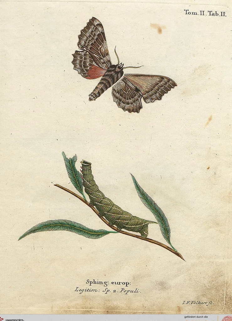 An illustration from (Band 2): Der europäischen Schmetterlinge Zweyter Theil welcher die Abendschmetterlinge von Tom. II Tab. I - Tom. II Tab. XXXVI. Cont. XI. und die Bögen (A) bis (Gg) enthält, 1779, leaf 239