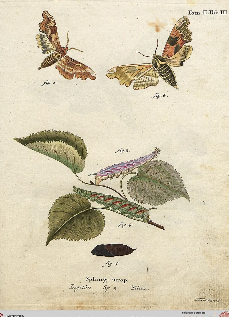 An illustration from (Band 2): Der europäischen Schmetterlinge Zweyter Theil welcher die Abendschmetterlinge von Tom. II Tab. I - Tom. II Tab. XXXVI. Cont. XI. und die Bögen (A) bis (Gg) enthält, 1779, leaf 240