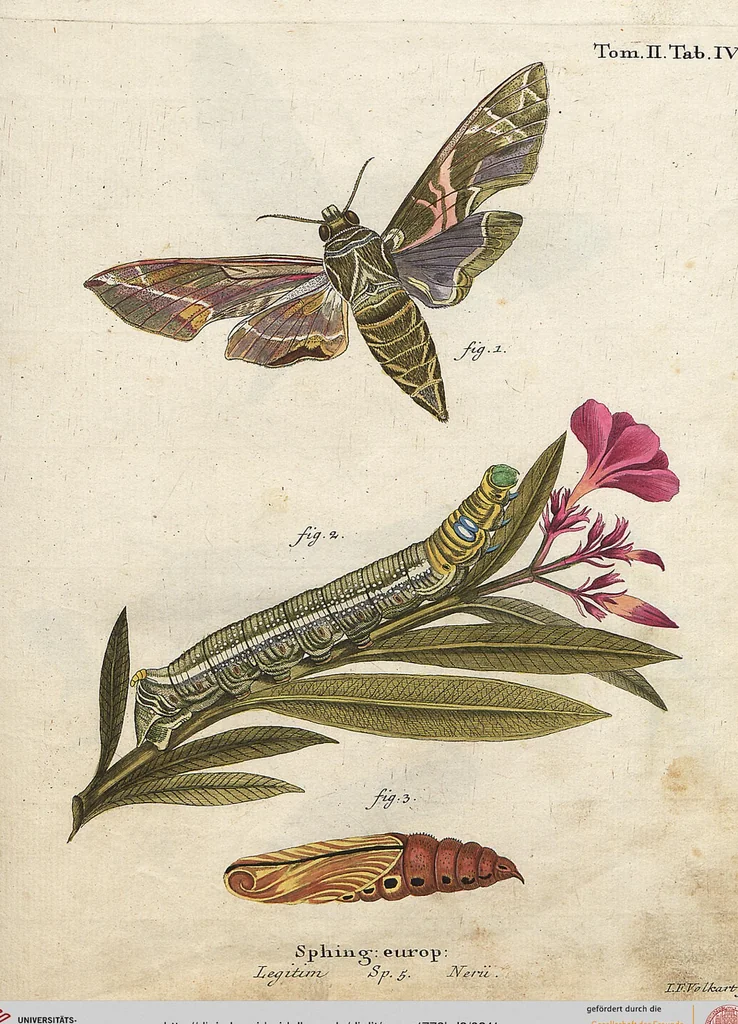 An illustration from (Band 2): Der europäischen Schmetterlinge Zweyter Theil welcher die Abendschmetterlinge von Tom. II Tab. I - Tom. II Tab. XXXVI. Cont. XI. und die Bögen (A) bis (Gg) enthält, 1779, leaf 241