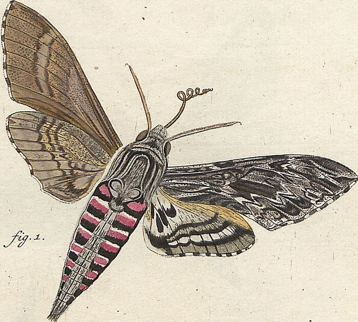 An illustration from (Band 2): Der europäischen Schmetterlinge Zweyter Theil welcher die Abendschmetterlinge von Tom. II Tab. I - Tom. II Tab. XXXVI. Cont. XI. und die Bögen (A) bis (Gg) enthält, 1779, leaf 242
