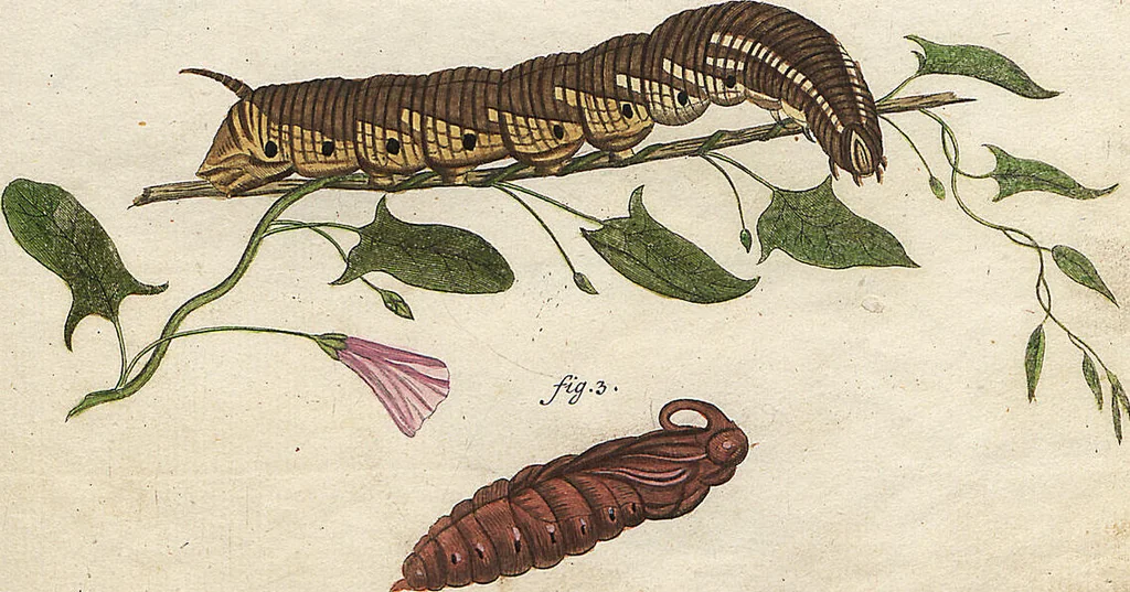 An illustration from (Band 2): Der europäischen Schmetterlinge Zweyter Theil welcher die Abendschmetterlinge von Tom. II Tab. I - Tom. II Tab. XXXVI. Cont. XI. und die Bögen (A) bis (Gg) enthält, 1779, leaf 242