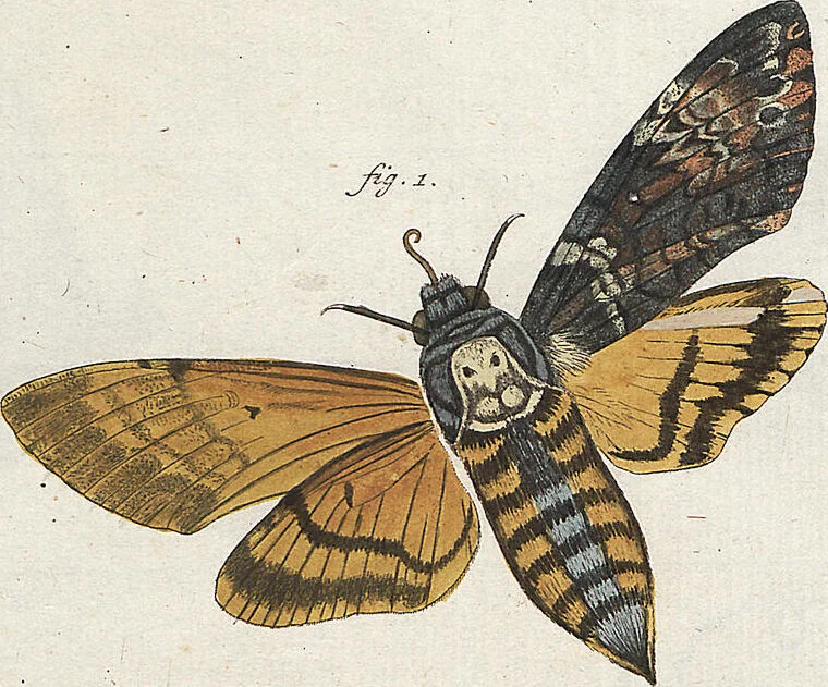 An illustration from (Band 2): Der europäischen Schmetterlinge Zweyter Theil welcher die Abendschmetterlinge von Tom. II Tab. I - Tom. II Tab. XXXVI. Cont. XI. und die Bögen (A) bis (Gg) enthält, 1779, leaf 244