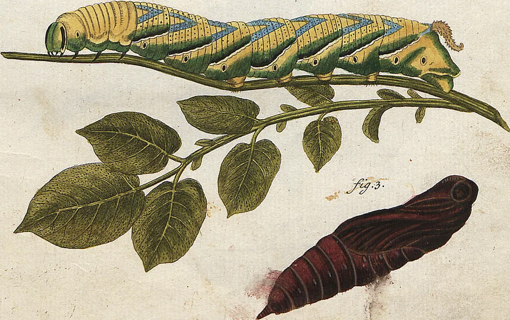 An illustration from (Band 2): Der europäischen Schmetterlinge Zweyter Theil welcher die Abendschmetterlinge von Tom. II Tab. I - Tom. II Tab. XXXVI. Cont. XI. und die Bögen (A) bis (Gg) enthält, 1779, leaf 244