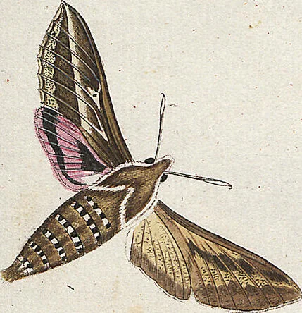 An illustration from (Band 2): Der europäischen Schmetterlinge Zweyter Theil welcher die Abendschmetterlinge von Tom. II Tab. I - Tom. II Tab. XXXVI. Cont. XI. und die Bögen (A) bis (Gg) enthält, 1779, leaf 245