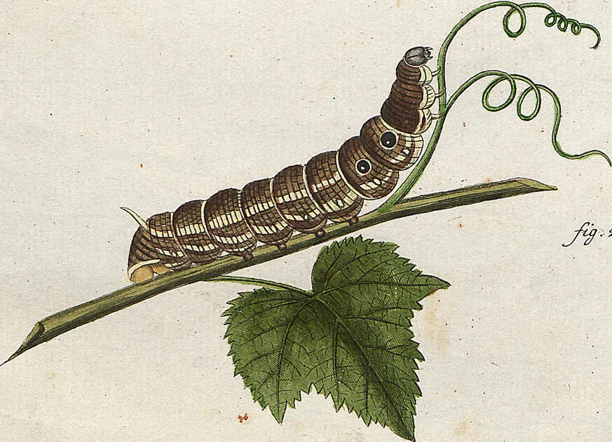 An illustration from (Band 2): Der europäischen Schmetterlinge Zweyter Theil welcher die Abendschmetterlinge von Tom. II Tab. I - Tom. II Tab. XXXVI. Cont. XI. und die Bögen (A) bis (Gg) enthält, 1779, leaf 245