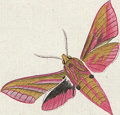An illustration from (Band 2): Der europäischen Schmetterlinge Zweyter Theil welcher die Abendschmetterlinge von Tom. II Tab. I - Tom. II Tab. XXXVI. Cont. XI. und die Bögen (A) bis (Gg) enthält, 1779, leaf 246