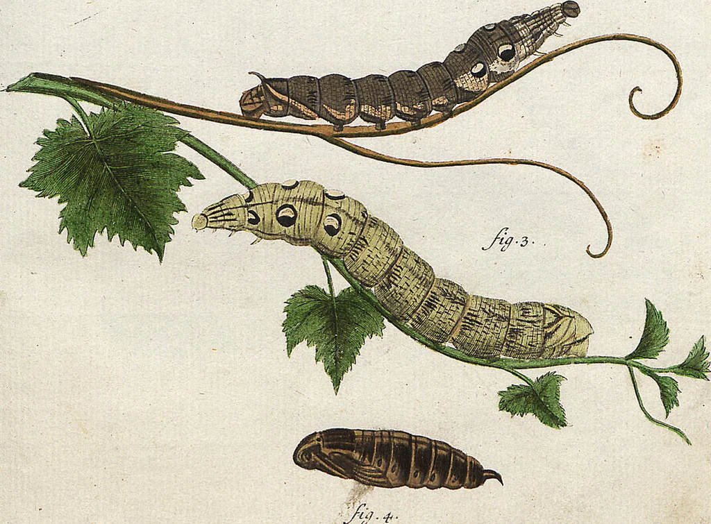 An illustration from (Band 2): Der europäischen Schmetterlinge Zweyter Theil welcher die Abendschmetterlinge von Tom. II Tab. I - Tom. II Tab. XXXVI. Cont. XI. und die Bögen (A) bis (Gg) enthält, 1779, leaf 246