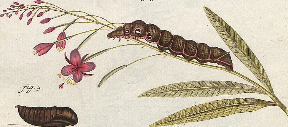 An illustration from (Band 2): Der europäischen Schmetterlinge Zweyter Theil welcher die Abendschmetterlinge von Tom. II Tab. I - Tom. II Tab. XXXVI. Cont. XI. und die Bögen (A) bis (Gg) enthält, 1779, leaf 247