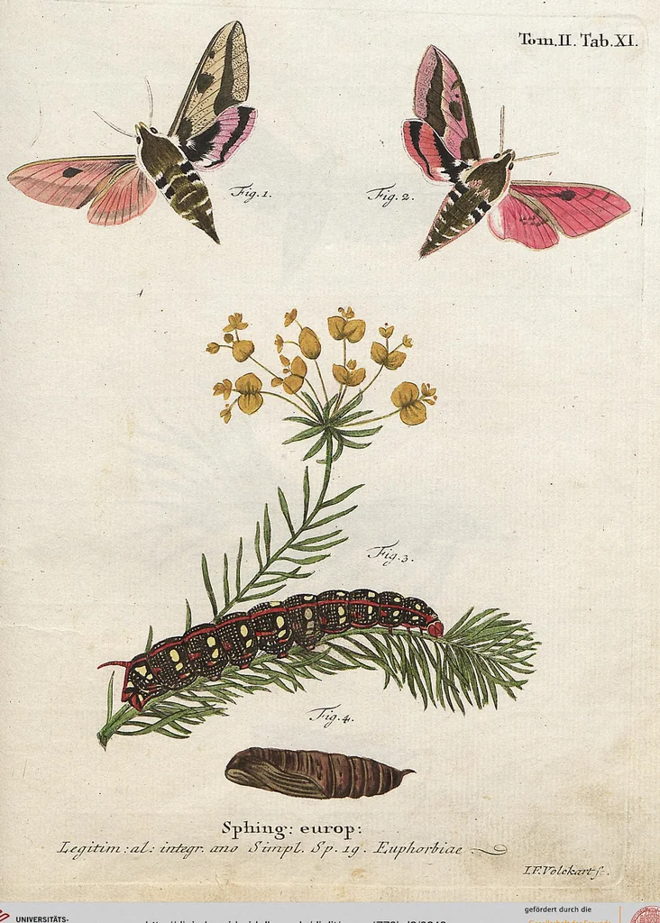 An illustration from (Band 2): Der europäischen Schmetterlinge Zweyter Theil welcher die Abendschmetterlinge von Tom. II Tab. I - Tom. II Tab. XXXVI. Cont. XI. und die Bögen (A) bis (Gg) enthält, 1779, leaf 248
