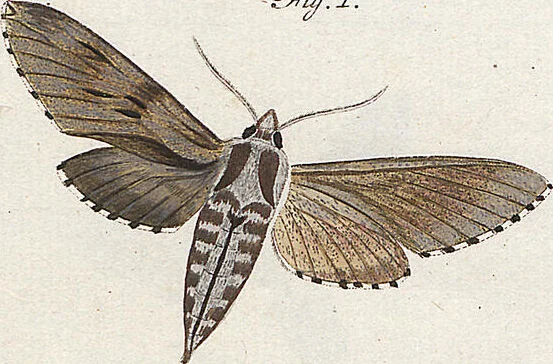 An illustration from (Band 2): Der europäischen Schmetterlinge Zweyter Theil welcher die Abendschmetterlinge von Tom. II Tab. I - Tom. II Tab. XXXVI. Cont. XI. und die Bögen (A) bis (Gg) enthält, 1779, leaf 249