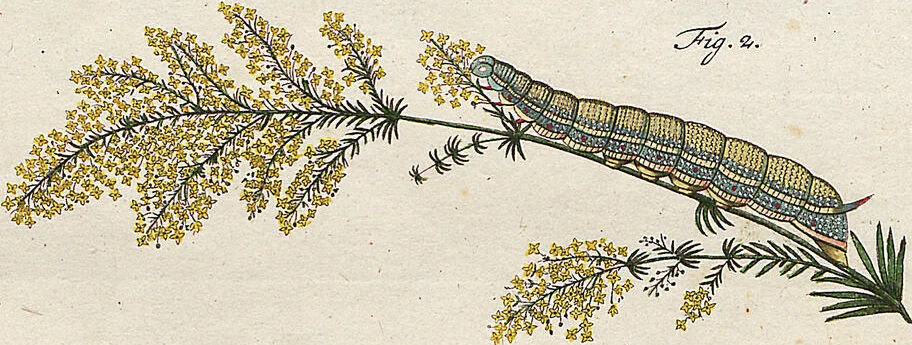 An illustration from (Band 2): Der europäischen Schmetterlinge Zweyter Theil welcher die Abendschmetterlinge von Tom. II Tab. I - Tom. II Tab. XXXVI. Cont. XI. und die Bögen (A) bis (Gg) enthält, 1779, leaf 250