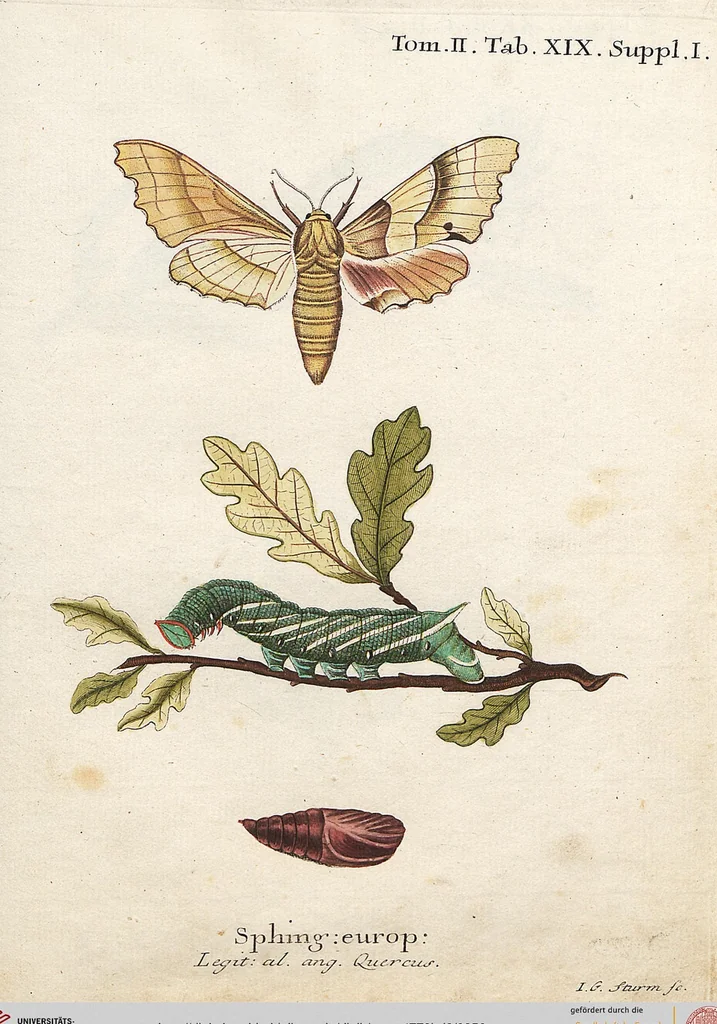 An illustration from (Band 2): Der europäischen Schmetterlinge Zweyter Theil welcher die Abendschmetterlinge von Tom. II Tab. I - Tom. II Tab. XXXVI. Cont. XI. und die Bögen (A) bis (Gg) enthält, 1779, leaf 256