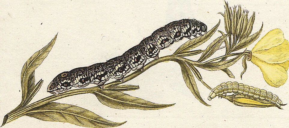 An illustration from (Band 2): Der europäischen Schmetterlinge Zweyter Theil welcher die Abendschmetterlinge von Tom. II Tab. I - Tom. II Tab. XXXVI. Cont. XI. und die Bögen (A) bis (Gg) enthält, 1779, leaf 257