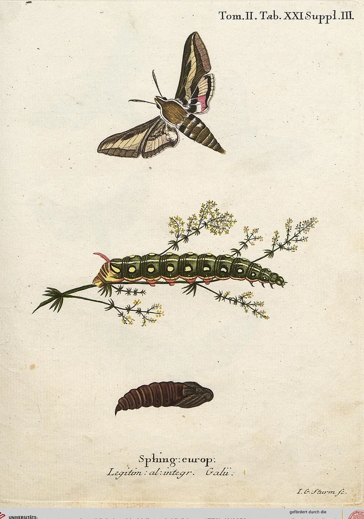 An illustration from (Band 2): Der europäischen Schmetterlinge Zweyter Theil welcher die Abendschmetterlinge von Tom. II Tab. I - Tom. II Tab. XXXVI. Cont. XI. und die Bögen (A) bis (Gg) enthält, 1779, leaf 258