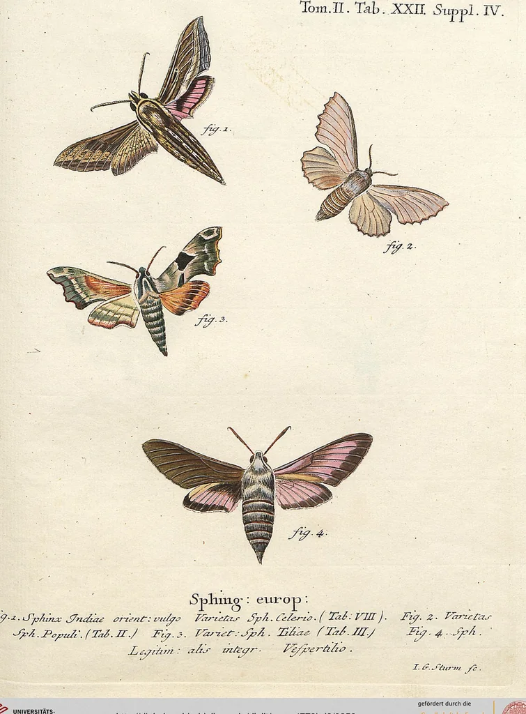 An illustration from (Band 2): Der europäischen Schmetterlinge Zweyter Theil welcher die Abendschmetterlinge von Tom. II Tab. I - Tom. II Tab. XXXVI. Cont. XI. und die Bögen (A) bis (Gg) enthält, 1779, leaf 259