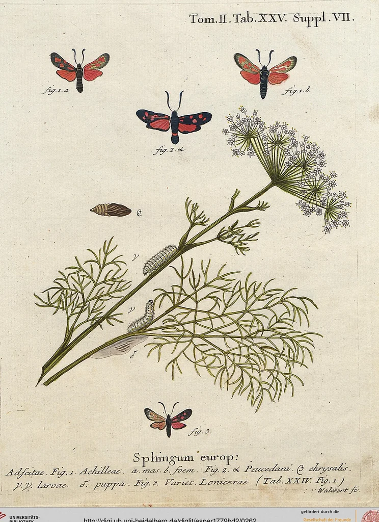An illustration from (Band 2): Der europäischen Schmetterlinge Zweyter Theil welcher die Abendschmetterlinge von Tom. II Tab. I - Tom. II Tab. XXXVI. Cont. XI. und die Bögen (A) bis (Gg) enthält, 1779, leaf 262